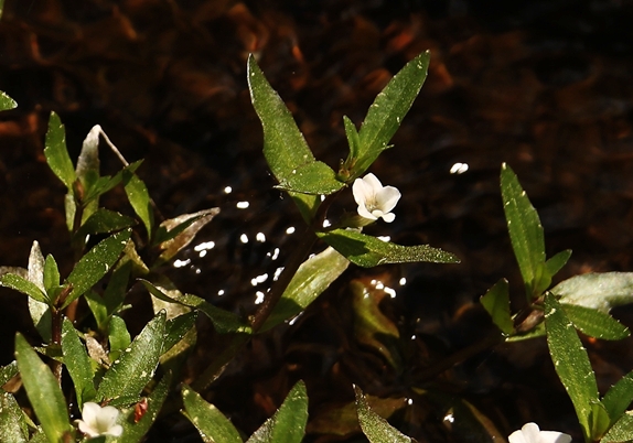 {Gratiola virginiana}